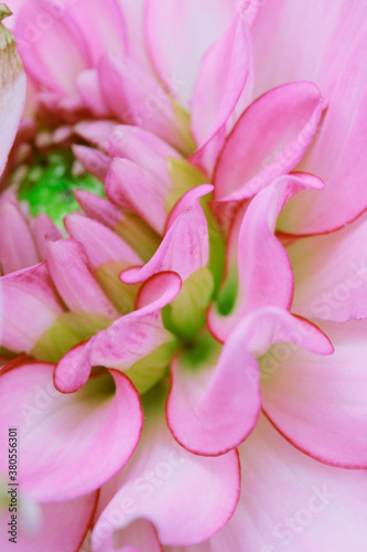 Extreme close up of Dahlia 