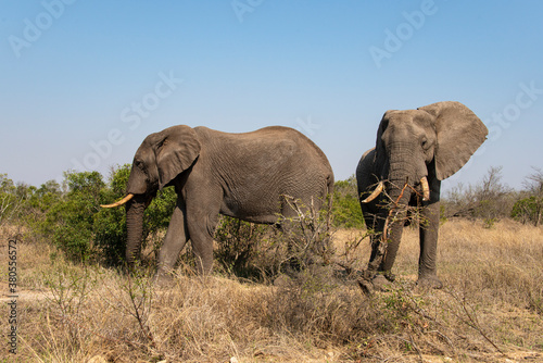   l  phant d Afrique  Loxodonta africana  Parc national Kruger  Afrique du Sud