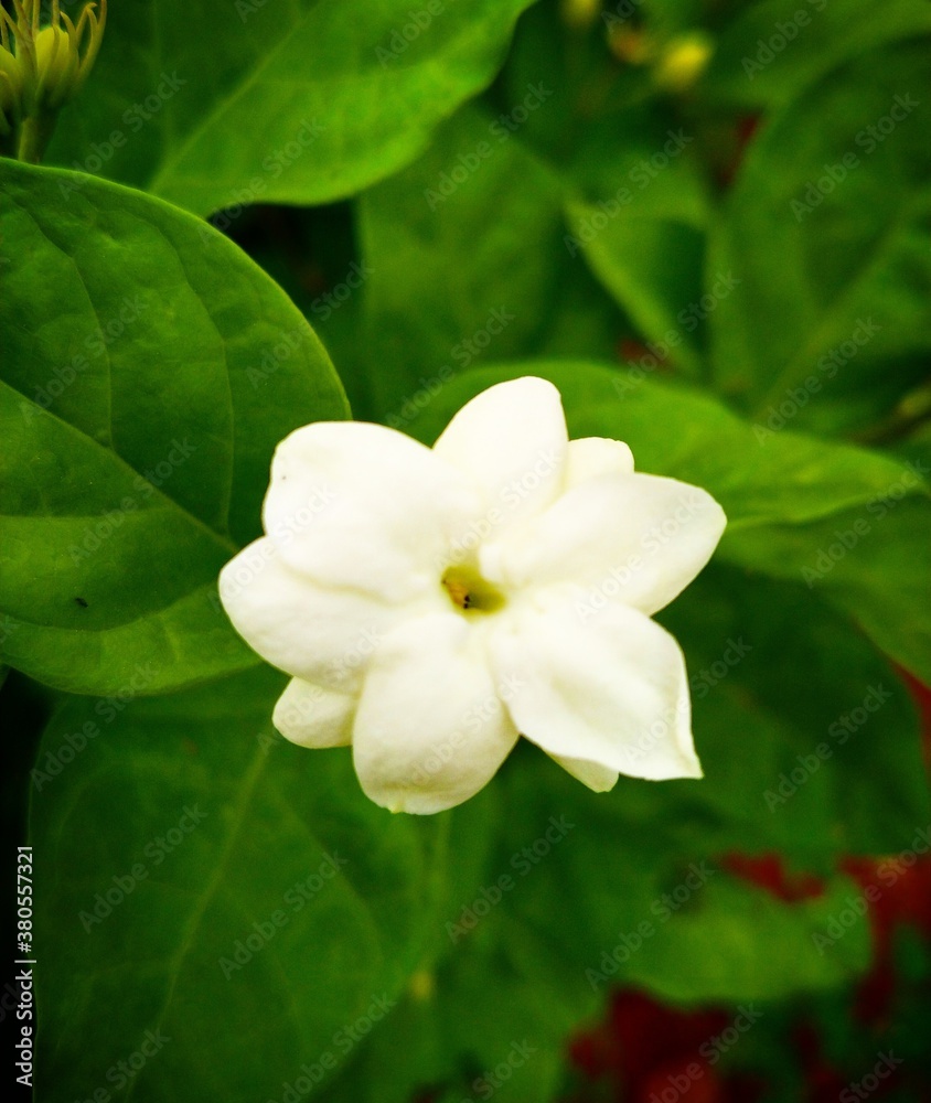 Gently flowers Gently flowers