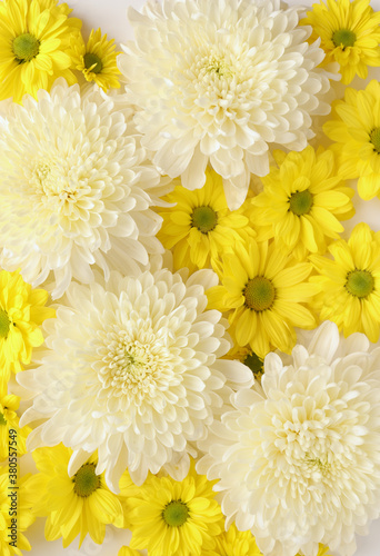 White and yellow chrysantemum flower  dahlia flat lay photo. Autumn flowers on white background  social media photo  commercial instagram photo