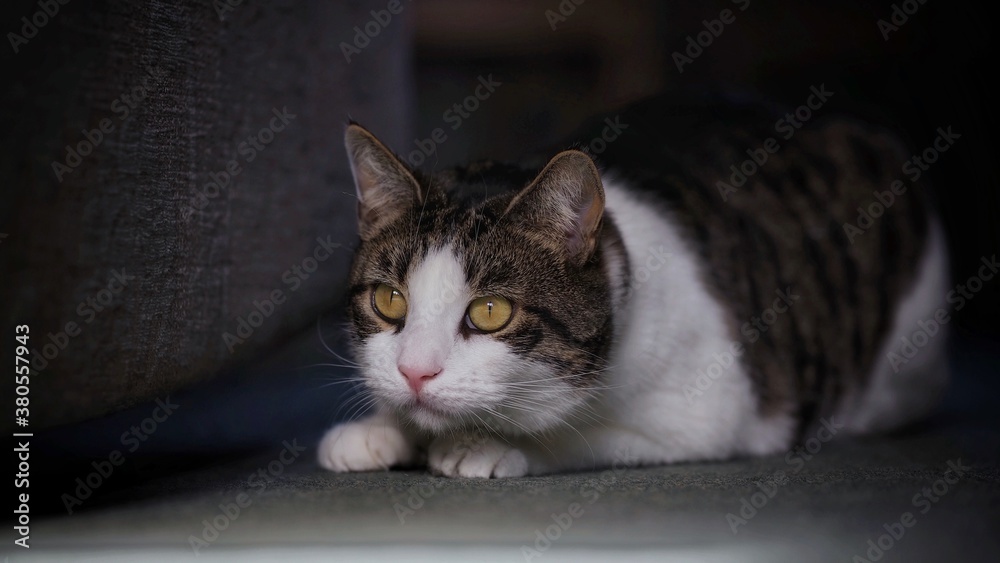 Naklejka premium Tabby Cat 