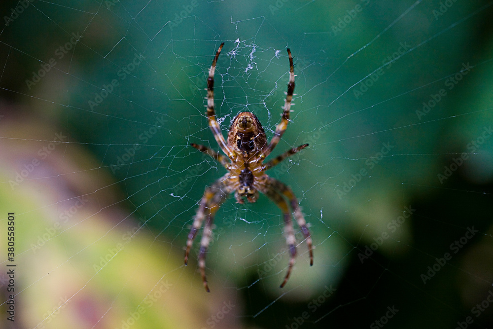 big spider on a cobweb in a natural forest environment big spider on a cobweb in a natural forest environment