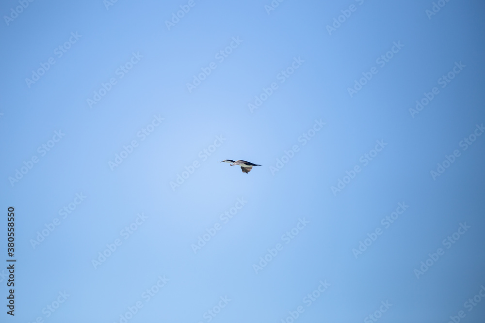 Wild Pelicans in Monkey Mia, Spain.