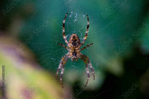 big spider on a cobweb in a natural forest environment
