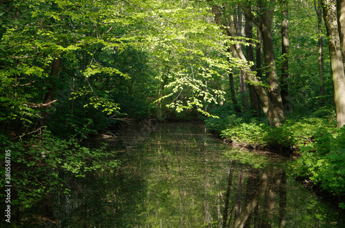 nature in Amsterdamse bos