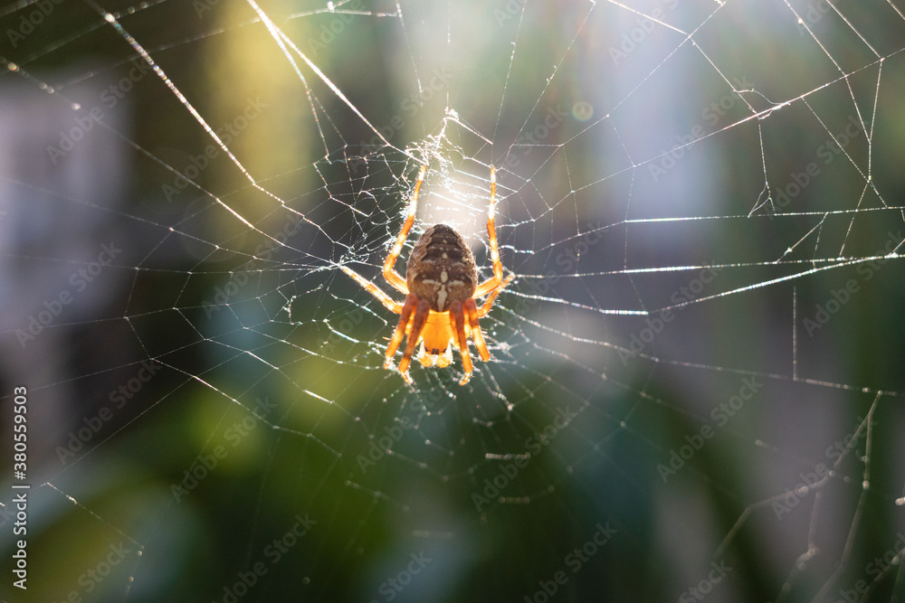 spider in web during golden hour spider in web during golden hour