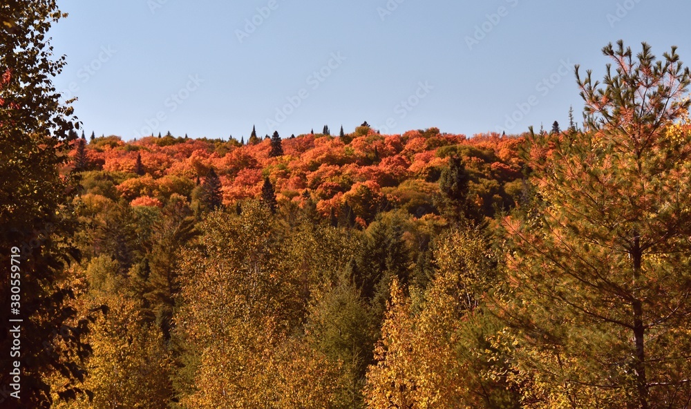 Fall colors in Canadian forest, Quebec