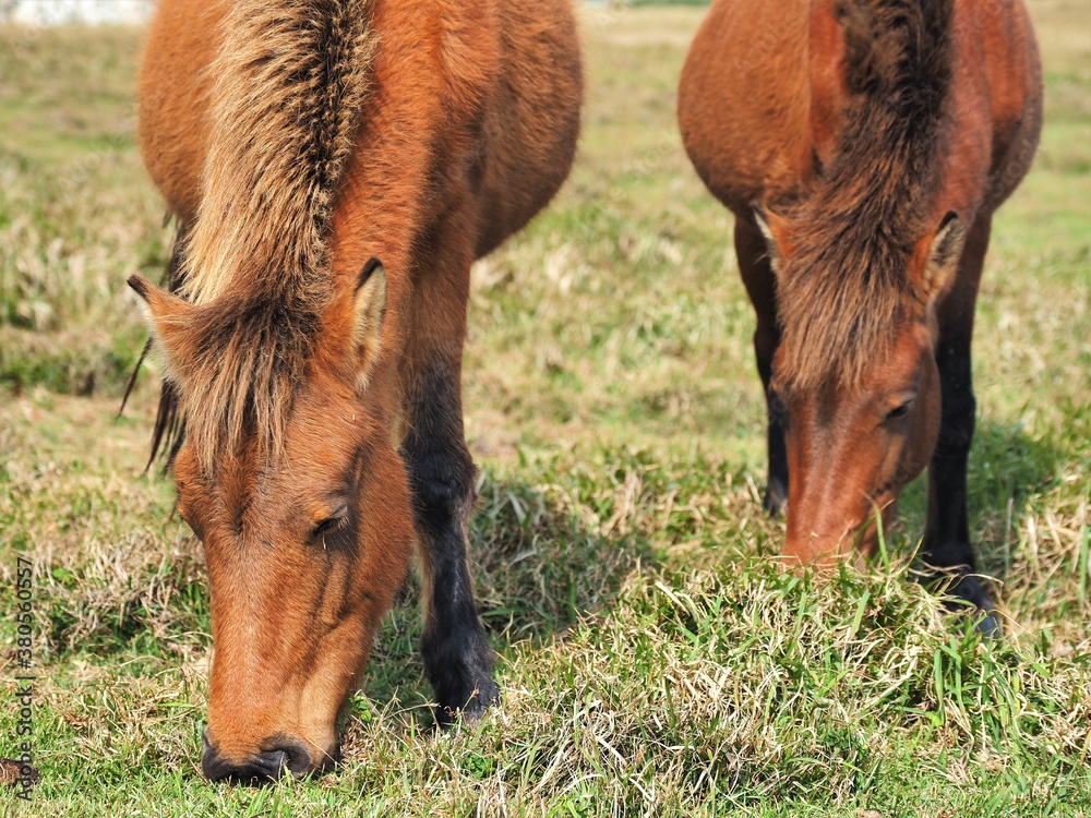 Fototapeta premium 沖縄県･与那国島･東崎