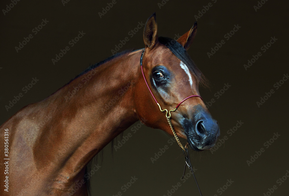 Obraz premium Purebred Arabian Horse, portrait of a bay mare with jewelry bridle in dark background