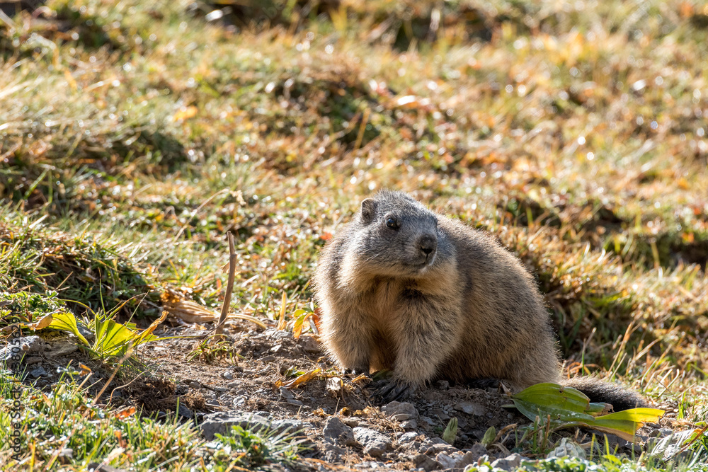 young wild marmot in Engadine, Swiss Alps young wild marmot in Engadine, Swiss Alps