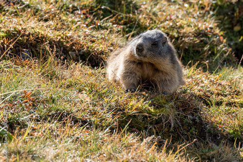 young wild marmot in Engadine, Swiss Alps