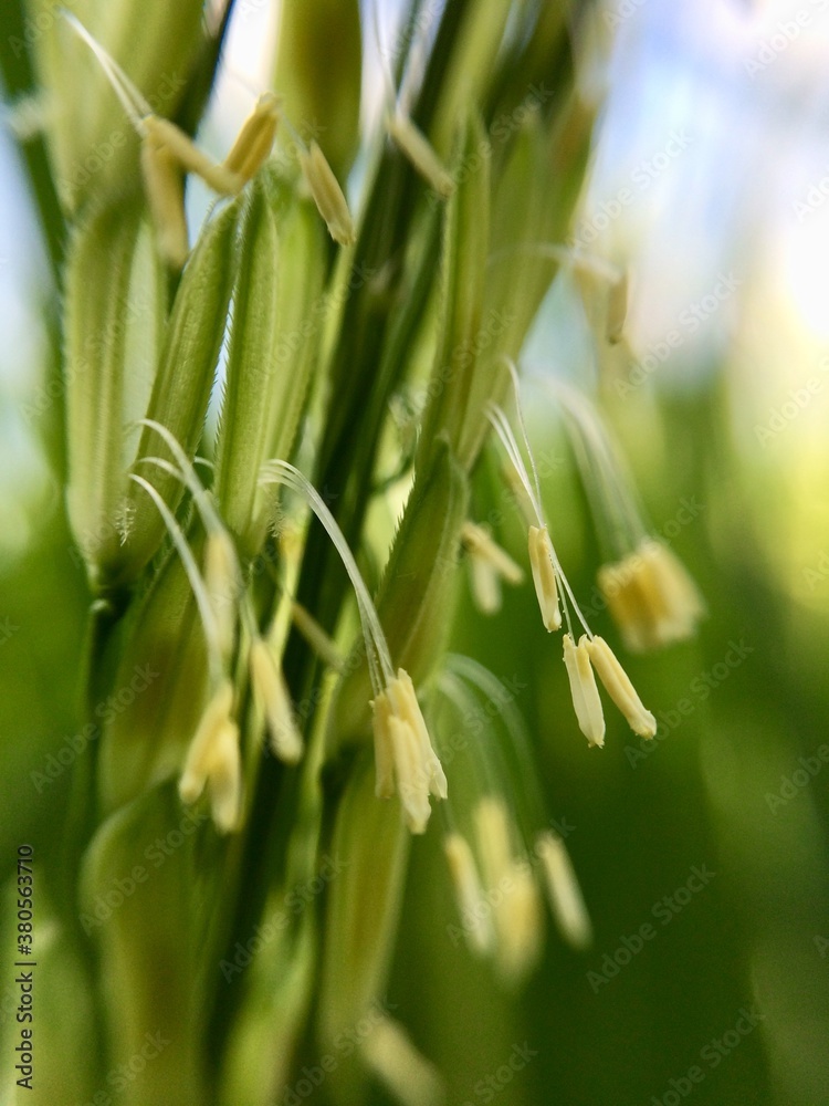 rice flower