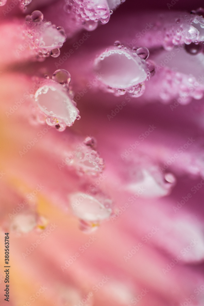 Macro shoot of pink plants and flowers inside the forest.