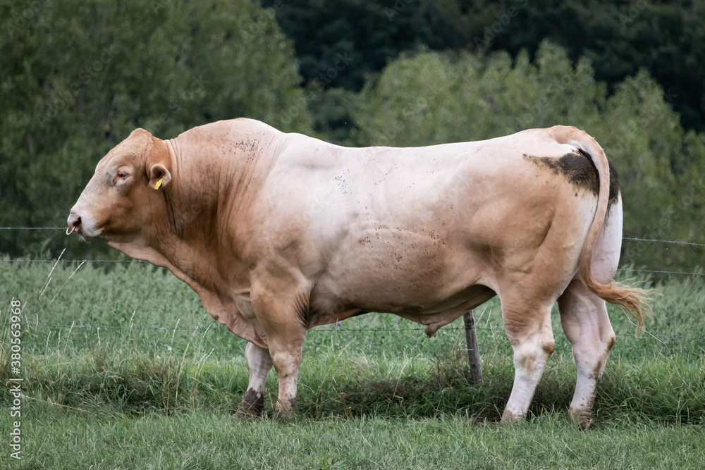 Blonde d'Aquitaine Bulle Stier mit Nasenring Blonde d'Aquitaine Bulle Stier mit Nasenring