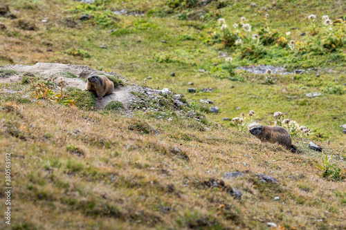 Murmeltiere im Val Tuoi, Engadin photo