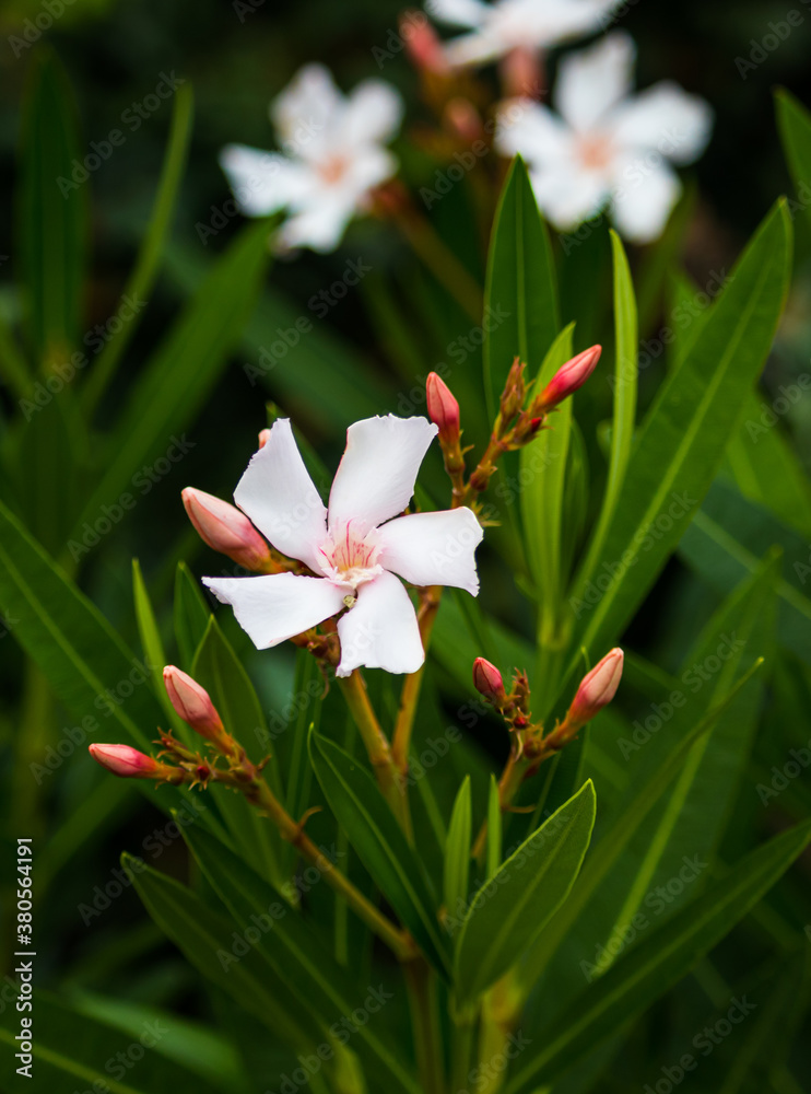 Oleander Blüte Oleander Blüte