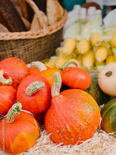 Variety of fresh healthy bio pumpkins on farmer agricultural market at autumn.