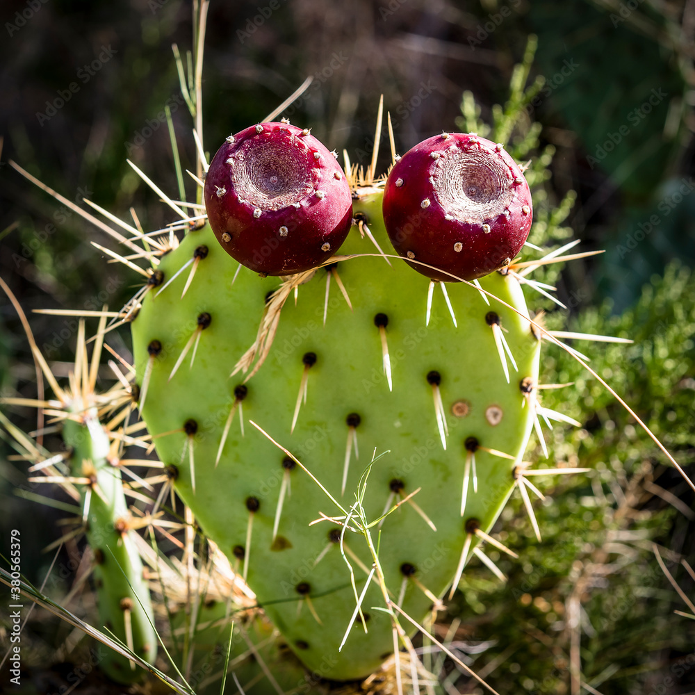 The fruit of the prickly pear cactus (Opuntia), looking like eyes The fruit of the prickly pear cactus (Opuntia), looking like eyes
