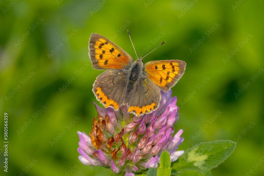 Small copper or common copper butterfly lycaena phlaeas closeup Small copper or common copper butterfly lycaena phlaeas closeup