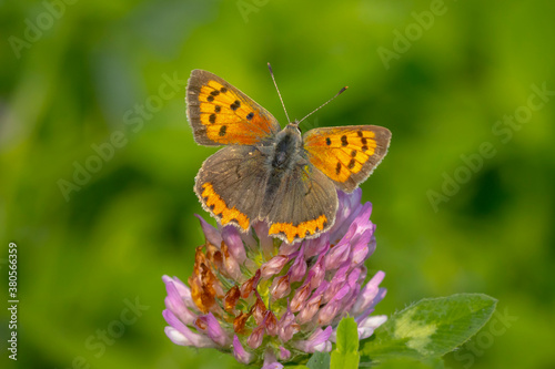 Small copper or common copper butterfly lycaena phlaeas closeup