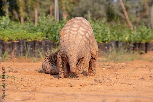 Indian Pangolin or Anteater (Manis crassicaudata) one of the most traffic/smuggled wildlife species in the world for its scales and meat 