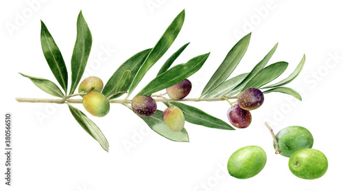 Olives branch and olives watercolor illustration isolated on white background