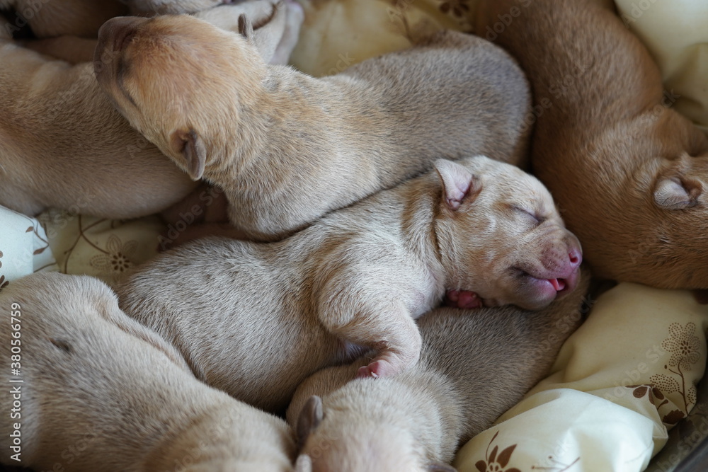 new born lovely adorable puppy pitbull new born lovely adorable puppy pitbull