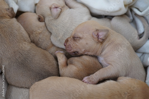 new born lovely adorable puppy pitbull 