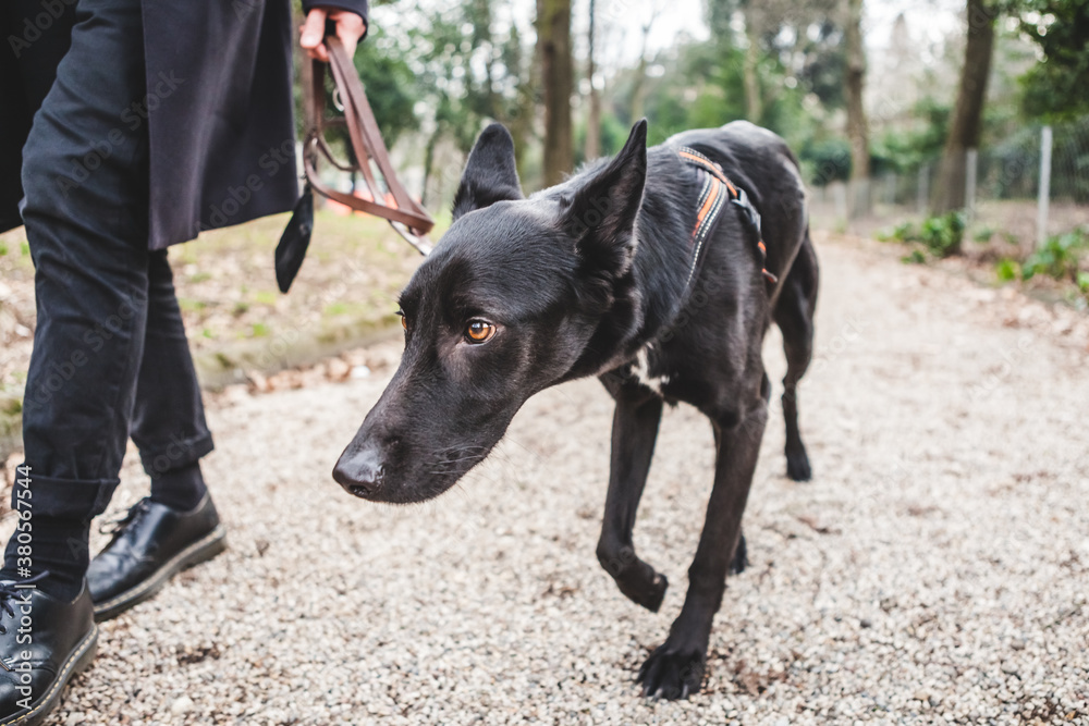 Shy Dog Walking with Owner at the Park Shy Dog Walking with Owner at the Park