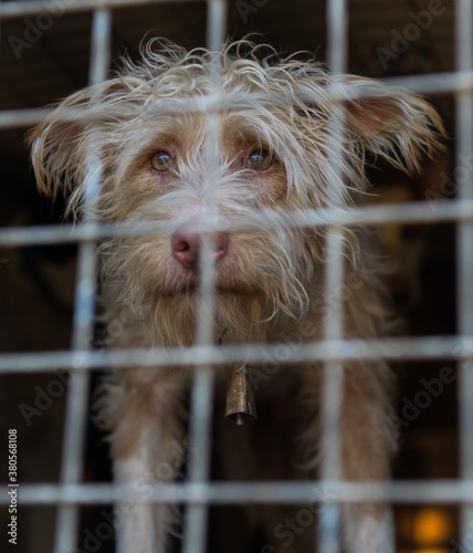 Dog in a cage in the kennel