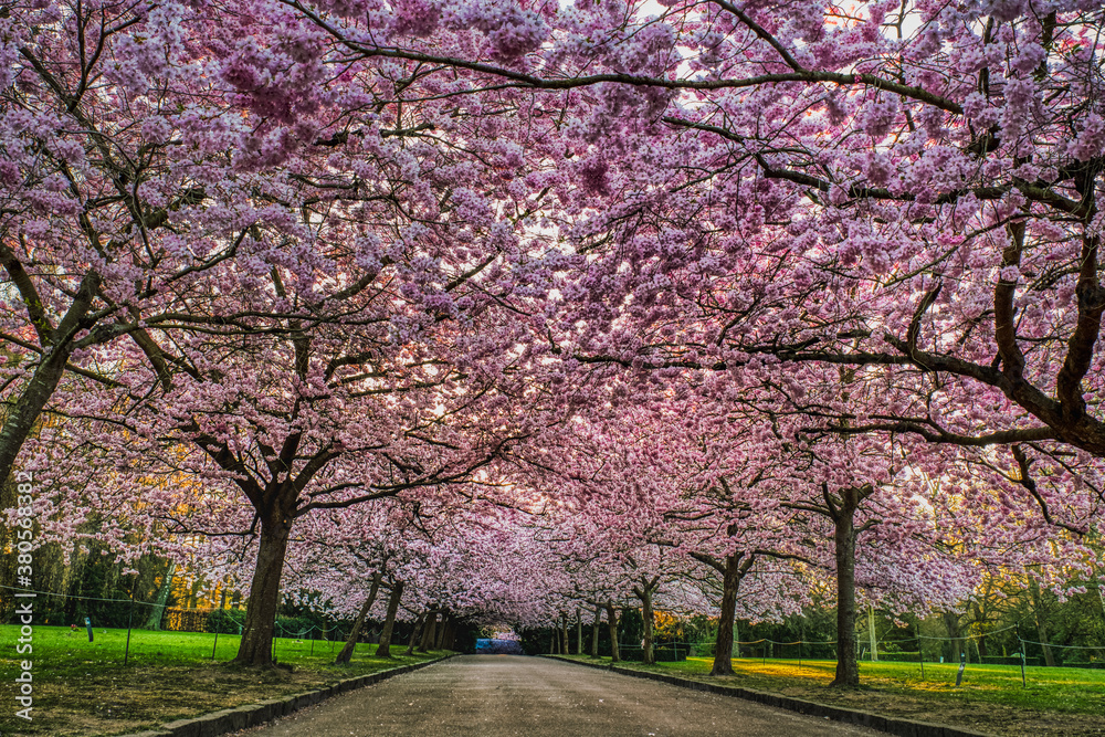 Cherry tree boulevard with pink blossoms (flowerage) bear frailty. Sakura trees blooming with thick texture of pink flowers shelter an empty alley at sunrise conveying gentle, mild and touchy feelings