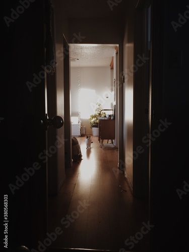 Dark hallway with cat looking at camera