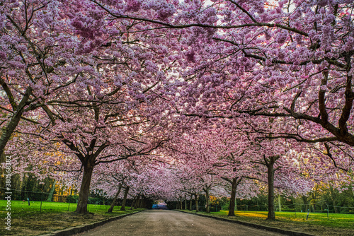 Photography Cherry tree boulevard with pink blossoms (flowerage) bear frailty