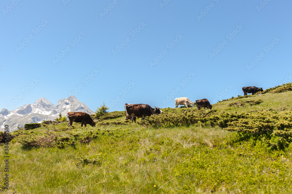 Cows on mountain meadow