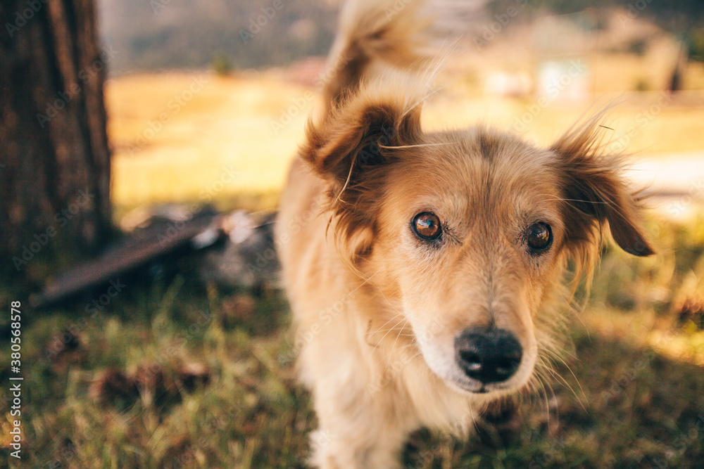 Portrait of a Dog Looking at the Camera