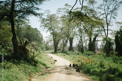 Bamboons in Kenya photo