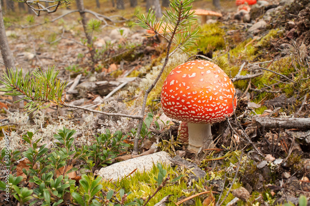 custom made wallpaper toronto digitalPicturesque mushroom fly agaric grows against the background of the forest.