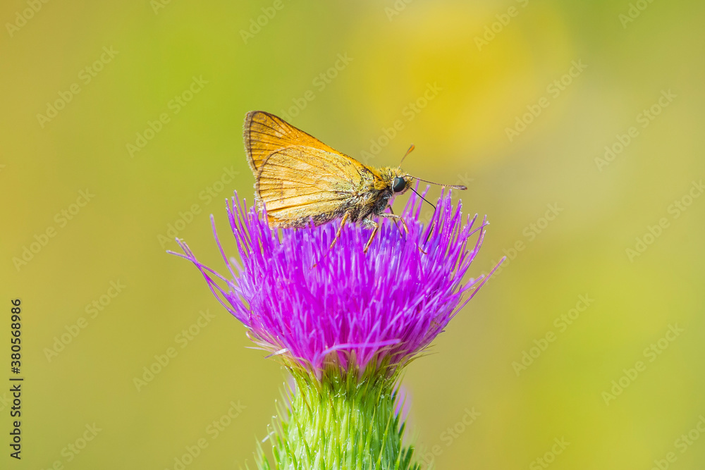 large skipper Ochlodes sylvanus butterfly pollinating large skipper Ochlodes sylvanus butterfly pollinating
