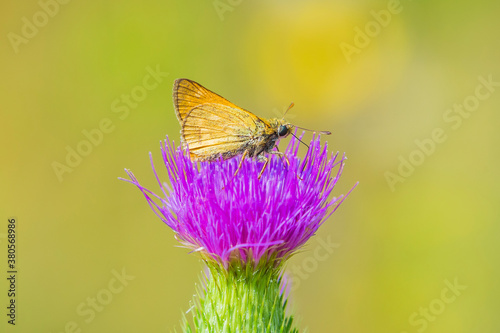 large skipper Ochlodes sylvanus butterfly pollinating