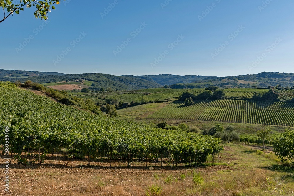 Vineyards at the Tuscany Region in Italy near Gambassi Terme 