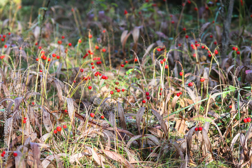 Forest glade with red lily of the Valley berries in the morning light. Forest glade with red lily of the Valley berries in the morning light.