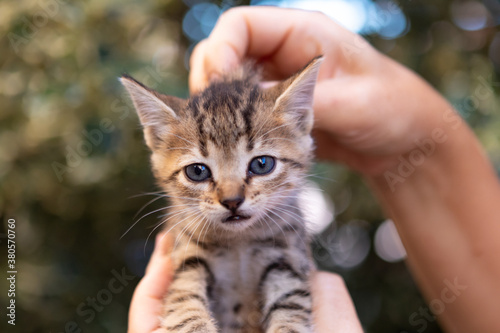 Hands holding a cute kitten