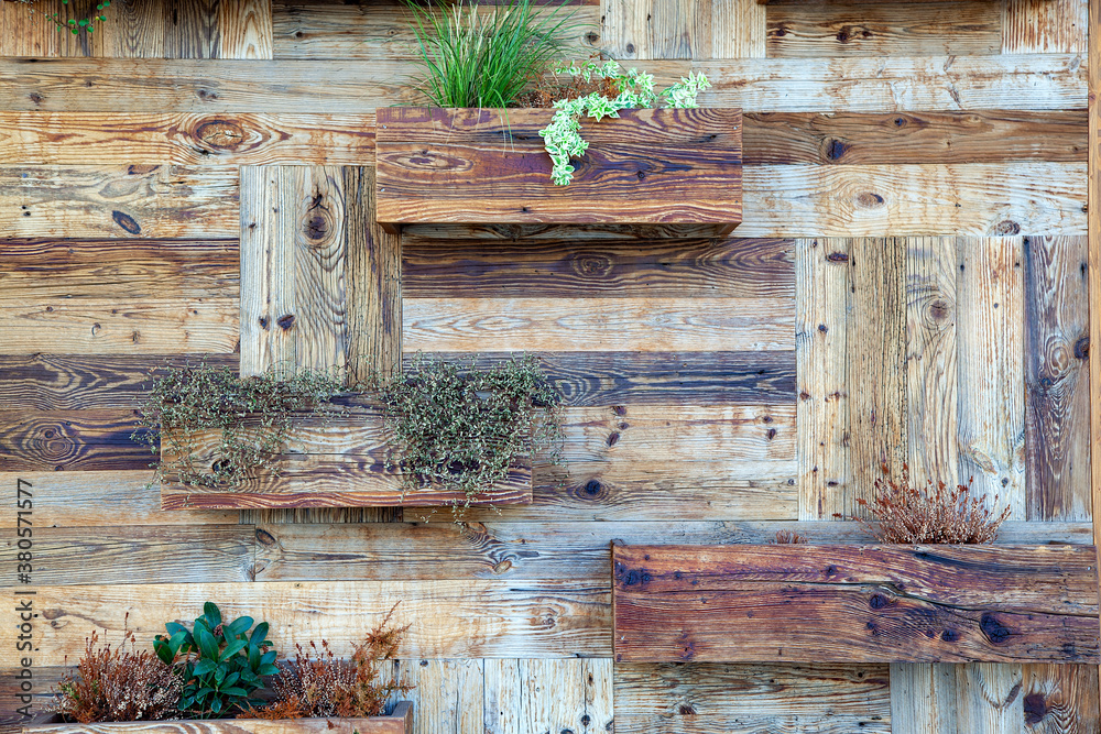 Rustic wood planks wall with Green grass and plant decoration. old