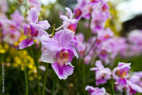 Macro Photo of Singapore's National Flower - Vanda Miss Joaquim Orchid