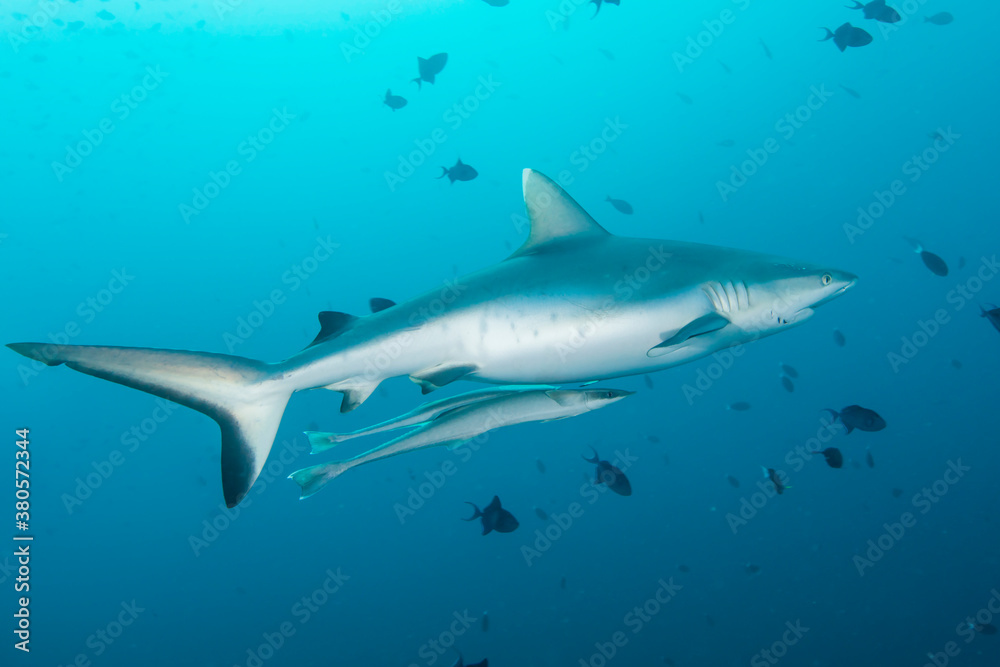 Grey reef shark Grey reef shark