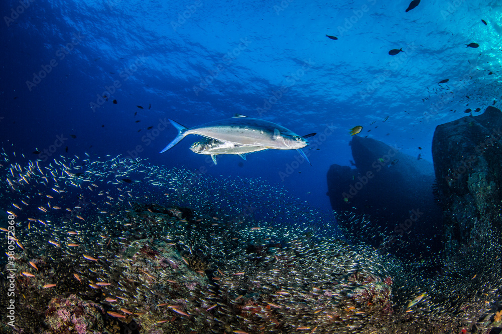 double spotted queenfish Stock Photo Adobe Stock