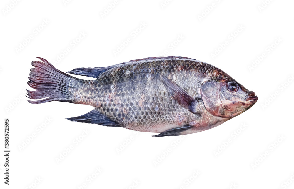 Nile tilapia fish freshwater isolated on white background , clipping path Nile tilapia fish freshwater isolated on white background , clipping path
