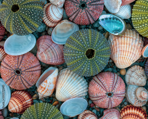 colorful sea urchins and shells with pebbles in sea water, natural pattern background © Dimitrios