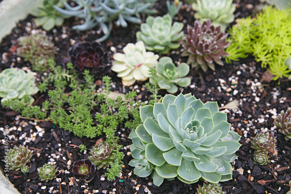 overhead view of different varieties of potted succulents overhead view of different varieties of potted succulents