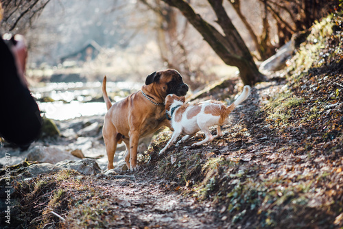 Two dogs playing in the forest by the river bank photo